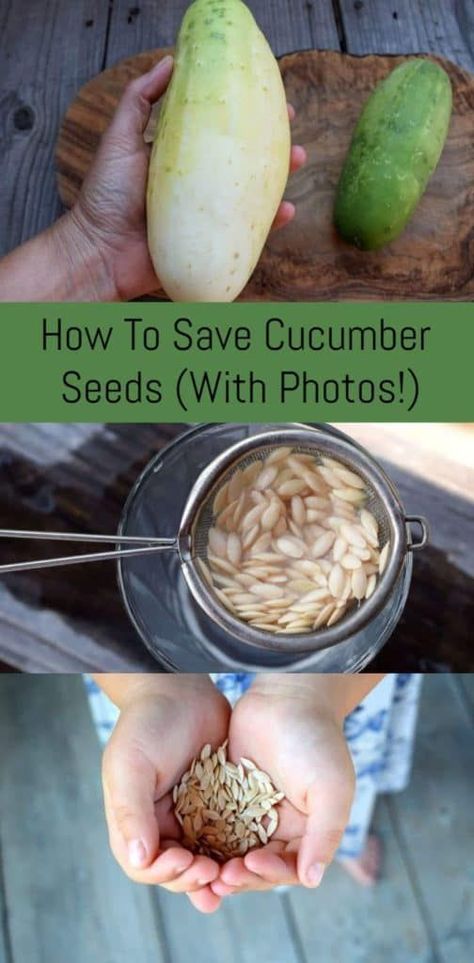 How to save cucumber seeds Cucumber Seeds Saving, Harvesting Cucumber Seeds, How To Save Okra Seeds, How To Save Cucumber Seeds, Saving Cucumber Seeds, How To Save Tomato Seeds, Cucumber Seeds Starting, How To Save Seeds From Vegetables, Cucumber From Seed