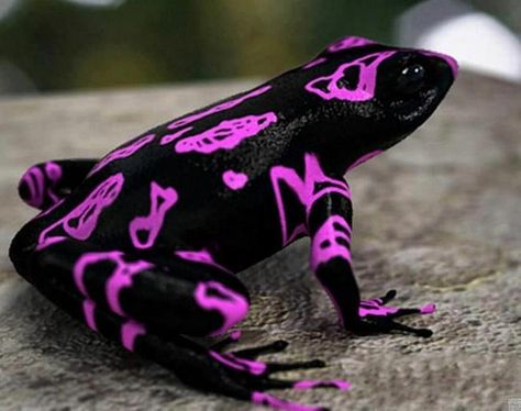 This is the Costa Rican variable harlequin toad (Atelopus varius), also known as the clown frog. - Imgur Frog Species, Black Frog, Amazing Frog, Poison Dart, Dart Frog, Most Beautiful Animals, Rare Animals, Animal Species, Colorful Animals