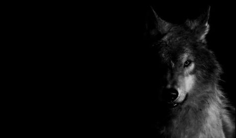 800x600px Black Wolf Wallpaper - WallpaperSafari Cave Images, Profile Cover, 90s Wallpaper Hip Hop, Wolf Background, Cover Pics For Facebook, Wolf Photography, Wolf Wallpaper, Man Wallpaper, Black Wolf