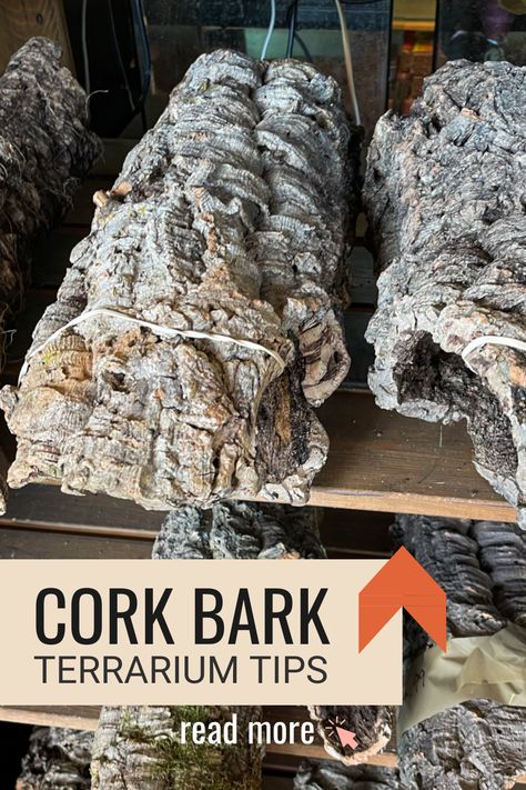 If you're looking for a unique and sustainable way to add hardscape to your next terrarium project, look no further than cork bark! Our guide will teach you how to incorporate this natural material into your design and create a one-of-a-kind display for your plants (and bioactive insects). Diy Bioactive Terrarium, Bio Active Terrarium, Bioactive Crested Gecko Terrarium, Crested Gecko Terrarium Ideas, Terrarium Ideas Unique, Diy Vivarium, Guide Terraria, Crested Gecko Vivarium, Bioactive Terrarium