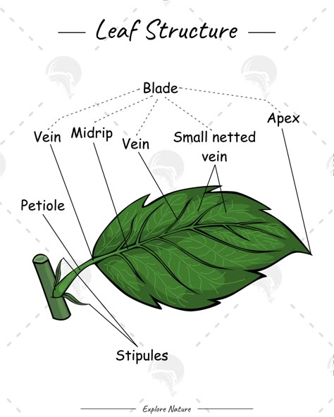 Structures of leaf. #vein #leaf #blade #stipules #petiole #54design #plant #tree Leaves Structure, Botany Aesthetic, Pathology Study, Plants Science, Science Materials, Biology Plants, Plant Physiology, Agricultural Engineering, Leaf Structure