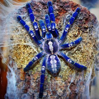 Sapphire Tarantula, Poecilotheria Metallica, Pet Tarantula, Arachnids Spiders, Goose Bumps, Cool Insects, Beautiful Bugs, Unusual Animals, Arthropods