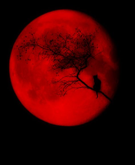 MALINCONIA LEGGERA The Magic Faraway Tree, Faraway Tree, Shoot The Moon, Slaap Lekker, Red Moon, Blood Moon, Beautiful Moon, Red Wallpaper, Red Aesthetic