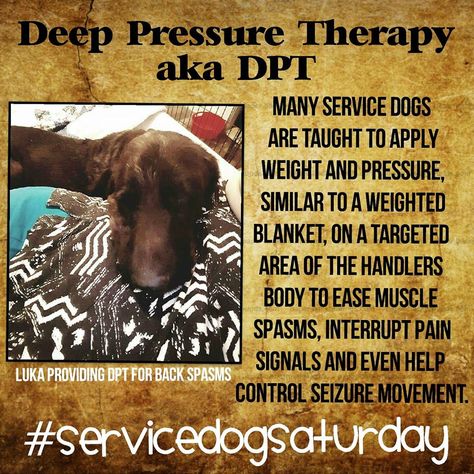 Service Dog Training Checklist, Service Dog Tasks List, Psychiatric Service Dog Training, Service Dog Training How To, Service Dog Tasks, Psychiatric Service Dog Tasks, Service Dog In Training Gear, Service Dog In Training, Therapy Dog Training