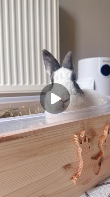 Diy Digging Box For Bunny, Digging Box For Rabbits, Dig Box For Rabbit, Bunny Digging Box Diy, Rabbit Digging Box Ideas, Garden Sticks, Diy Bunny Toys, Apple Sticks, Raspberry Leaves