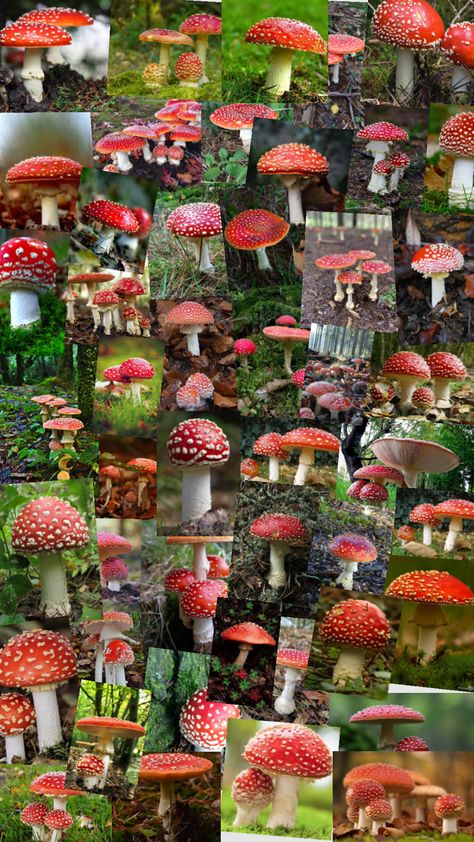 Mushroom Amanita, Mushroom Core, Amanita Mushroom, Mushroom Fungi, Microbiology, Cottage Core, Connect With People, Your Aesthetic, Creative Energy