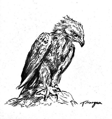 Morgan / Illustrations on Instagram: "Inktober Day 11- Eagle I took reference of a native Australian species called the Wedgetail Eagle. It can be found across all states including as far South as Tasmania and as even north on the edges of Papua New Guinea. It is the largest bird of prey in Australia. I was tempted to draw the White Bellied Sea Eagle but I quite like the tones of the Wedgetail. Very cool birds 🦅 • • #inktober #inktober2022 #eagle #australianart #australiannatives #australianfa Wedgetail Eagle, Cool Birds, Australian Fauna, Sea Eagle, Native Australians, Bird Of Prey, New Guinea, Australian Art, Bird Drawings