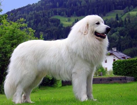 Pyrenean Mountain Dog, Pyrenees Dog, Livestock Guardian Dog, Livestock Guardian, Great Pyrenees Dog, Therapy Animals, Western Life, Pretty Dogs, Great Pyrenees