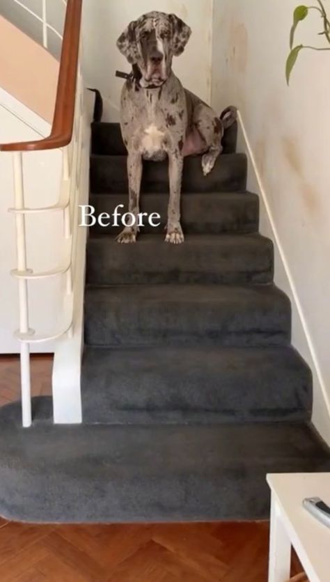 A COUPLE who were quoted £3,000 to transform their stairs decided to try and do it themselves instead. Dani explained that they were sick of the dark grey carpet on their stairs, so got a quote to redo it. But when it came back as £3k, they decided to give it a go without any […] Stairs Grey Carpet, Dark Grey Carpet Stairs, Dark Carpet Stairs, Stair Carpet Ideas Colour, How To Carpet Stairs, Grey Carpet Stairs, Grey Stair Carpet, Stair Pads, Dark Grey Carpet