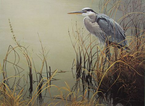 All Things Bright and Beautiful: Robert Bateman - Great Blue Heron, Robert Bateman Art, Robert Bateman, Grey Heron, Bird Paintings, Wildlife Artwork, Alex Colville, Great Blue Heron, Herons, Wildlife Paintings