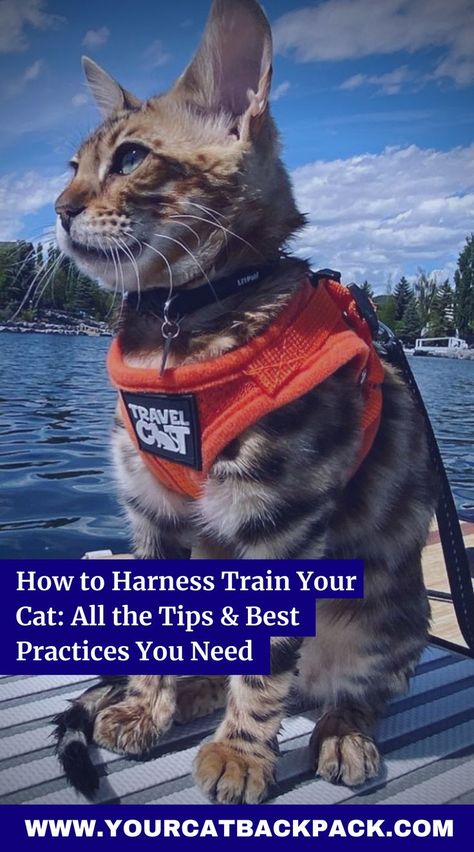 Cat Harness Training, Leash Training Cat, Cat Leash Training, Diy Kitten Harness, Dorm Cat, Training A Cat, Best Cat Harness, Train A Cat, Kitten Harness