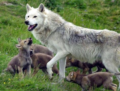 Gray Wolf Mother and Pups--Dorothy Burke Photo Cry Wolf, Majestic Wolf, Wolf Life, Wolf Pup, Gray Wolf, Wolf Love, She Wolf, Wild Wolf, Wolf Pictures