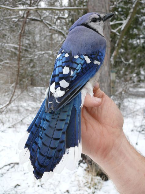 Powdermill Nature Reserve is at Powdermill Nature Reserve.Like Page We're a little late in posting this, but it still deserves a mention—our first bird banded at Powdermill for 2019 was a Blue Jay! It was our ninth bird of the day on January 3rd (we had to wait until 10:39 in the morning, and get through eight recapped juncos and titmice before we had our first new bird!). This was a nice catch for us as we only band an average of 31 Blue Jays per year. Pretty Animals, Silly Animals, Cute Wild Animals, Cute Animal Photos, Pretty Birds, Cute Birds, Cute Creatures, Cute Little Animals, Nature Animals