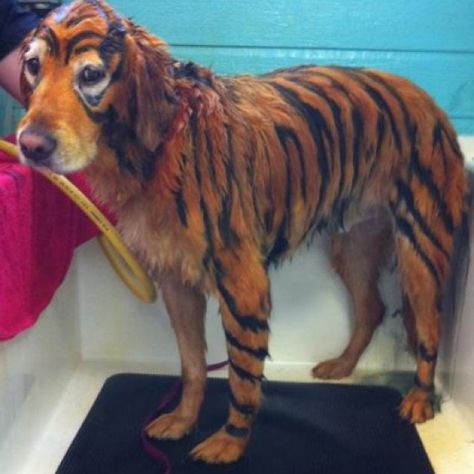 Golden retriever that I dyed to look like a tiger! Dog Hair Dye Golden Retriever, Dog Hair Dye, Geaux Tigers, A Tiger, Dog Pin, Hair Dye, Dog Hair, Pin Collection, Tigers