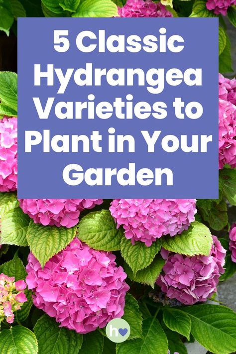 Discover five classic hydrangea varieties that can add timeless beauty and vibrant color to your garden! Incrediball Hydrangea Care, Transplanting Hydrangeas, Hydrangea Shade, Incrediball Hydrangea, Garden Hydrangea, Hydrangea Landscaping, Hydrangea Varieties, Types Of Hydrangeas, Endless Summer Hydrangea