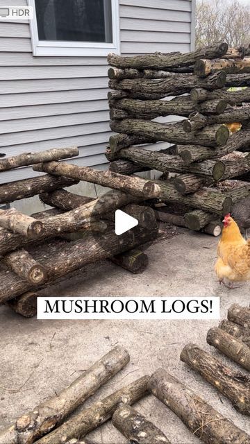 Crystal Schmidt on Instagram: "✨SHIITAKE MUSHROOMS!✨  One of the coolest, most rewarding, highest ticket items we grow on our homestead!  We inoculated these shiitake mushroom logs one year ago, and they’ve been incubating in our woods ever since. We stacked them up today in their final resting place and expect them to start popping out mushrooms soon!  ————————— #homegrown #shiitake #mushroomlogs #growmushrooms #growshiitakes gardening #organicgarden" Mushroom Logs, Growing Shiitake Mushrooms, Mushroom Cultivation, Garden Mushrooms, Shiitake Mushroom, Resting Place, One Year Ago, Gardening For Kids, Schmidt