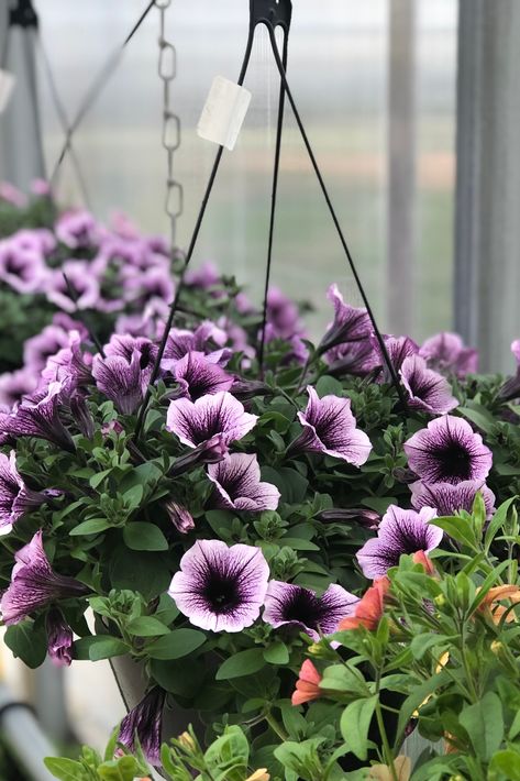 Supertunia Bordeaux plays well with others or is stunning on it's own. One of my favorite Supertunias! Petunia Plant, Landscape Borders, Hummingbird Flowers, Container Design, Attract Butterflies, Dragon Wings, New Growth, Plant Food, Potting Soil