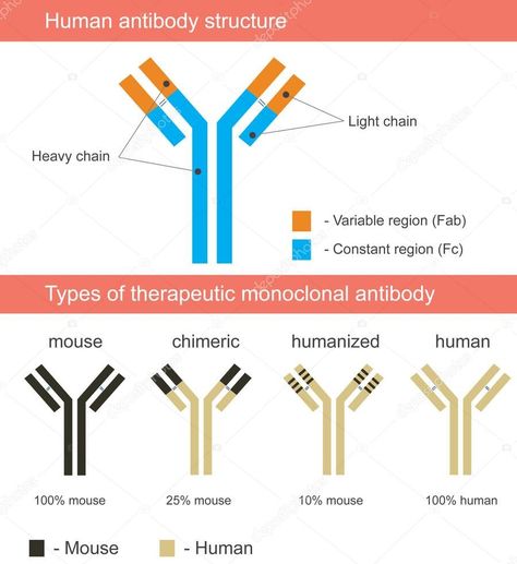 Monoclonal Antibodies, Abnormal Cells, Plasma Membrane, Magic Bullet, The Immune System, Medical Knowledge, Types Of Cancers, Autoimmune Disease, Immune System