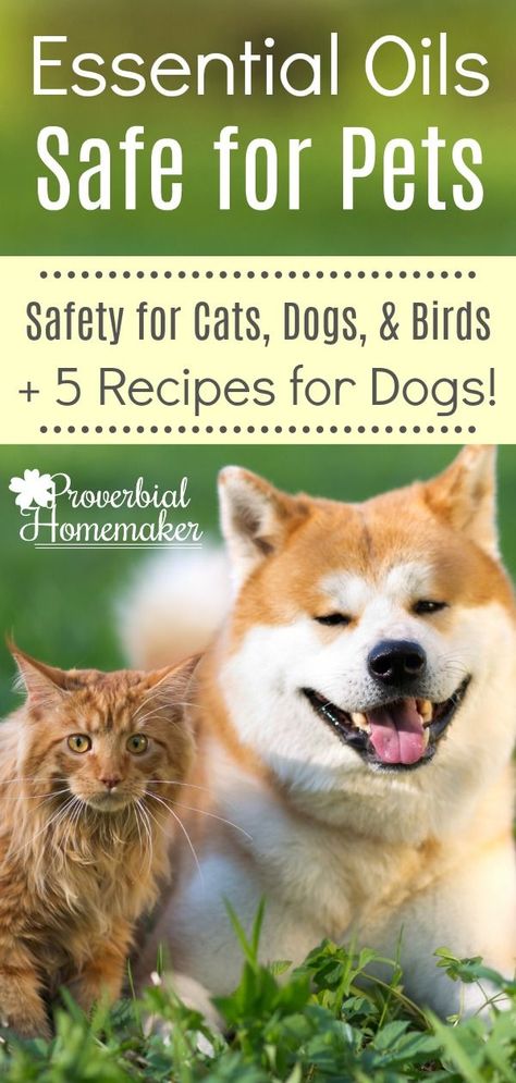 Diy Room Spray Essential Oils, Dog Safe Essential Oils, Essential Oils Cats, Recipes For Dogs, Cats And Birds, Pet Odor Remover, Essential Oils Dogs, Dog Spray, Are Essential Oils Safe