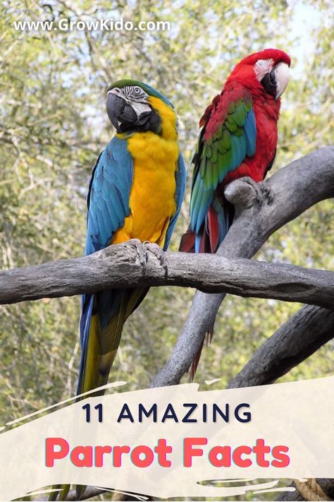 11 Interesting & fun facts about Parrots that will surely be going to surprise you. Parrot Fact- 3 is the most amazing one. Facts About Parrots, Interesting Fun Facts, Parrot Facts, Types Of Pet Birds, Fun Facts For Kids, Iceland Travel Guide, Facts For Kids, Animal Facts, Facts About