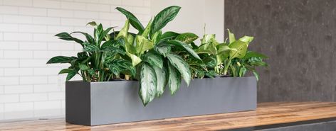 ePartners: Our trade sales & partner program Interior Planters, Indoor Planter Box, Plants For Office, Plant Office, Long Planter, Indoor Plants Styling, Small Indoor Plants, Outside Plants, Plant Containers