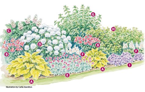 Perennial Garden Plans, Blooming Perennials, Big Leaf Hydrangea, Flower Garden Plans, Zinnia Flowers, Sun Perennials, Planting Plan, Hydrangea Not Blooming, Types Of Roses