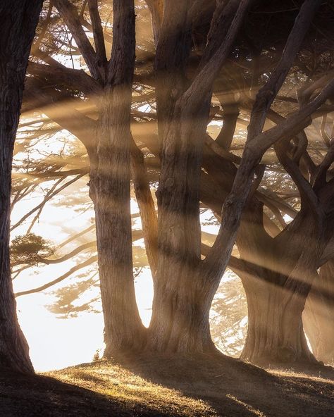 Rings Of Power Aesthetic, Middle Earth Aesthetic, Sun Shining Through Trees, Lord Of The Rings Rings, Cloudy Mountains, Power Aesthetic, Earth Aesthetic, Tolkien Elves, Perfect World