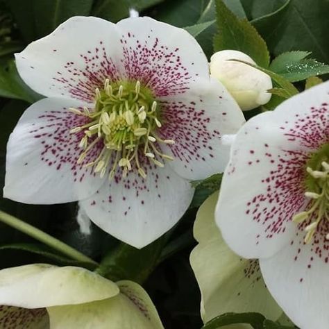 6 x Helleborus Orientalis – Oriental Hellebore – Bucket 9 x 9 cm : Amazon.com.be: Garden Helleborus Orientalis, Helleborus Hybridus, False Hellebore, Green Hellebore Flower, Ivory Prince Hellebore, Flowers