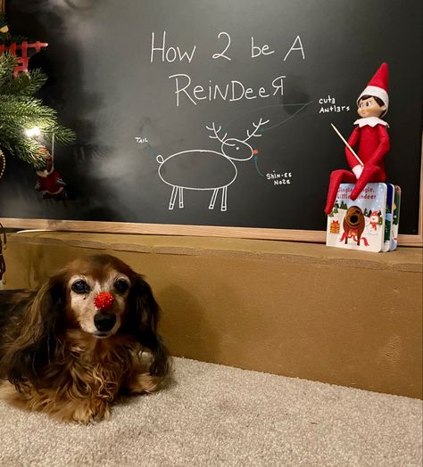 Elf On The Shelf With Pet Dog, Elf On The Shelf With Dog Ideas, Elf On The Shelf With Dog, Elf On The Shelf Dog Ideas, Bad Elf, Elf Pets, Elf Funny, Elf Activities, Vet Clinic