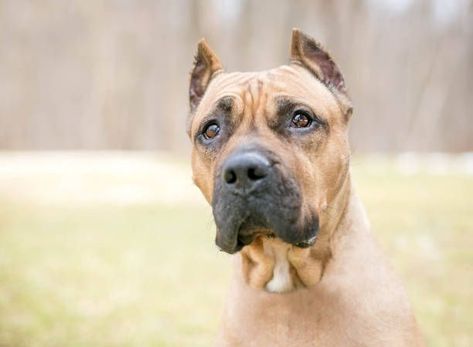 Presa Canario: A Closer Look at the Canary Mastiff's History and Characteristics Dog Ears Reference, Ears Reference, Presa Canario, Livestock Guardian, Dog Ears, Hip Dysplasia, Types Of Dogs, Dog Ear, Black Mask