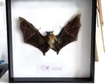 Bugbaycrafts - Etsy UK Bat Taxidermy, Taxidermy Bat, Fruit Bat, Taxidermy Art, Morpho Butterfly, Taxidermy, Blue Butterfly, Picture Show, Nature Art