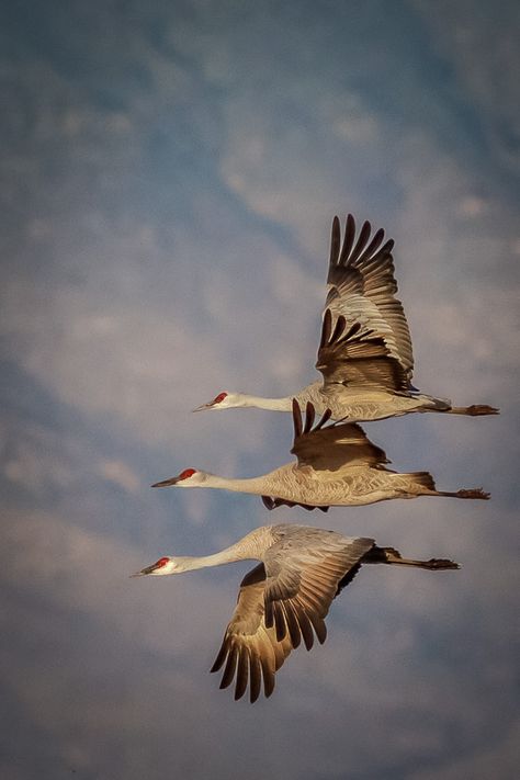 Sandhill Cranes at Whitewater Draw by Anne McKinnell Sandhill Cranes Art, Crane Flying, Gamebirds, Sandhill Cranes, Flying In The Sky, Sandhill Crane, Herons, Wildlife Photos, All Birds