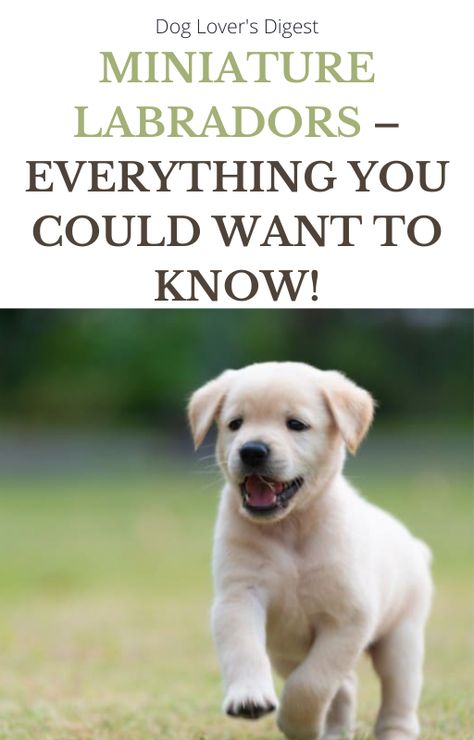 Do miniature labrador dogs exist, and if so, how small are they, and do they have any specific health issues? Read on to find out. Working Dog Breeds, Miniature Labrador, Labrador Dogs, Working Dogs Breeds, Dog World, Working Dog, Therapy Animals, Lab Dogs, Miniature Dogs