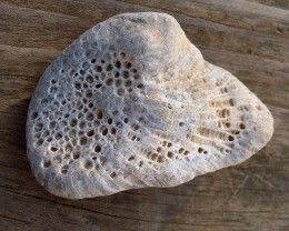 FAVOSITE CORAL FOSSIL REVEALING HORIZONTAL GROWTH LAYERS Lake Michigan Stones, Michigan Rocks, Crinoid Fossil, Rock Identification, Rock Collecting, Rock Tumbling, Fossil Hunting, Rocks And Fossils, Rock Hunting