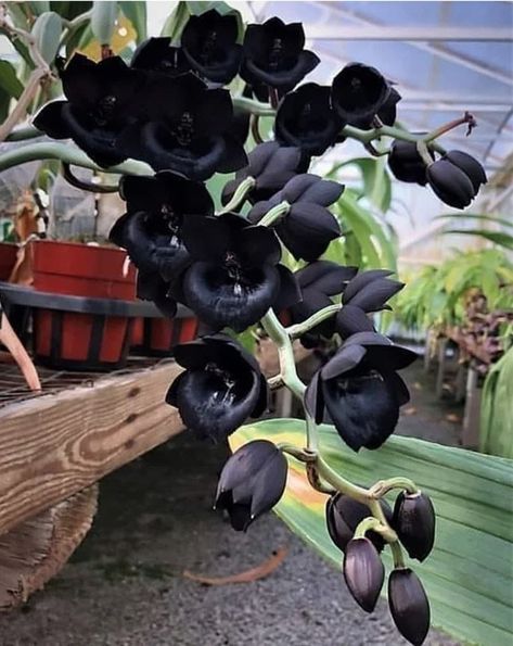 Goth Garden Design, Dark House Plants, Dark Wildflowers, Dark Garden Aesthetic, Dark Chic Aesthetic, Goth Plants, Gothic Greenhouse, Gothic Gardens, Indoor Orchid Care