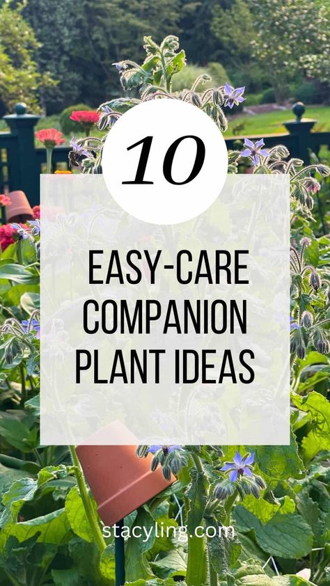 Full Sun Landscaping, Companion Planting Vegetables, Succession Planting, Japanese Beetles, Companion Plants, Potager Garden, Garden Images, Healthy Garden, Backyard Diy Projects