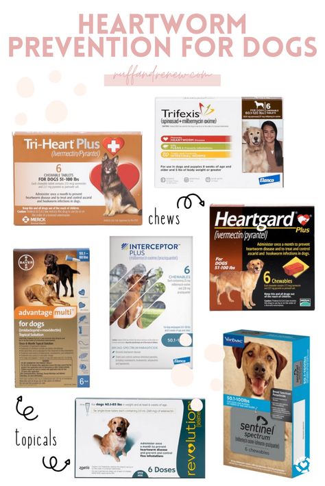 Heart Worms In Dogs, Puppy Palace, Dog Training Tools, Heartworm Prevention, Flea Infestation, Dog Heart, Vet Med, Vet Clinics, Puppy Play