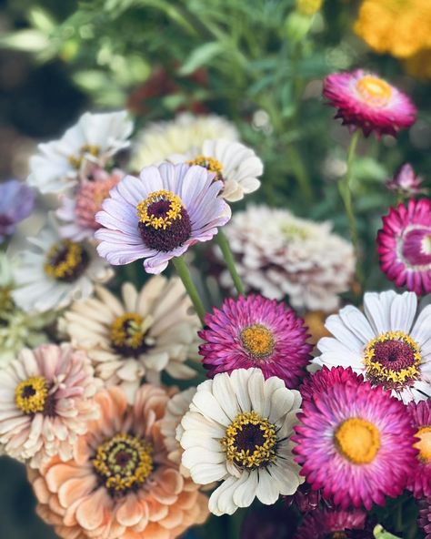 More buckets of farm-fresh flowers going out today for a super-fun party over the weekend. Do you need flowers for an event you’re hosting? 🌻 ⬇️⬇️⬇️ 🌻 https://www.trexflowerfarm.com/bloombucket —— #LocalFlowers #flowersubscription #flowercsa #bouquetsubscription #flowergift #flowersformom #flowerdeliverylibertyville #flowersforme #flowerdeliverygurnee #flowerdeliverywadsworth #giftflowers #wadsworthflowers #libertyvilleflowers #libertyvilleflorist #gurneeflorist #flowersforafriend #gurneef... Flowers For Mom, Flower Subscription, Farm Fresh, Buckets, Flower Delivery, Flower Gift, Best Part Of Me, Fresh Flowers, Do You Need