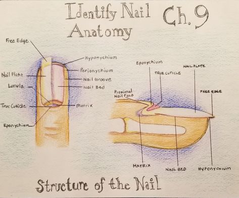 Drawing of nail anatomy by Robin Mathews Nail Anatomy, Cosmo School, School Portfolio, Naild It, Business Plan, Nail Tech, Business Planning, Anatomy, Male Sketch