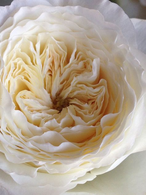 patience garden rose Patience Garden Rose, Patience Rose, Garden Rose Wedding, David Austin Wedding, Scent Garden, Wedding Roses, Flower Varieties, Wholesale Flowers Wedding, White Roses Wedding