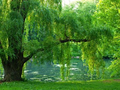 weeping willows | she has remained devoted to them ever since Pond At Night, Miss Potter, Live Christmas Trees, Weeping Willow Tree, Bald Cypress, Street Trees, Specimen Trees, Weeping Willow, Forest Garden