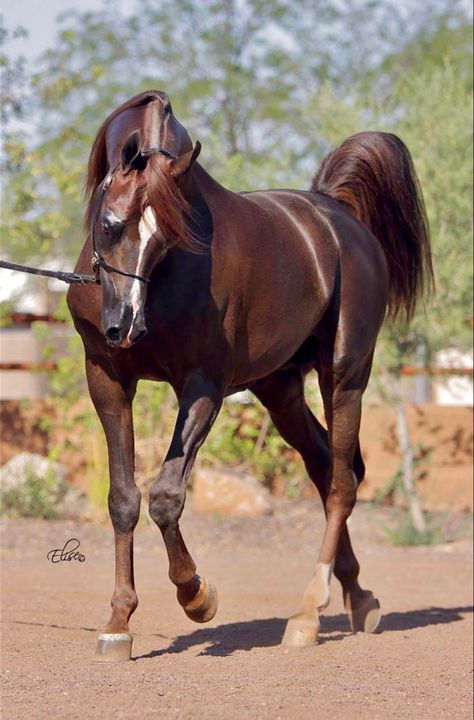 Chestnut Arabian Horse, Arabic Horses, Arabic Horse, Horse Conformation, Desert Horse, Buckskin Horse, Horse Coat Colors, Horses Arabian, Baby Horse