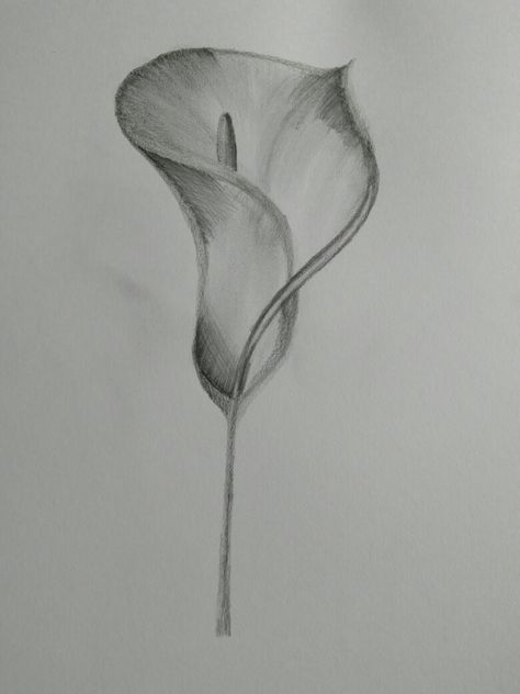 Pencil drawing # peace lily Peace Lily Sketch, Peace Lilly Tatoos, Peace Lily Tattoo Design, Peace Lily Drawing, Peace Lily Tattoo, Lilly Flower Drawing, Rose Tats, Lily Flower Drawing, Calla Lily Tattoo