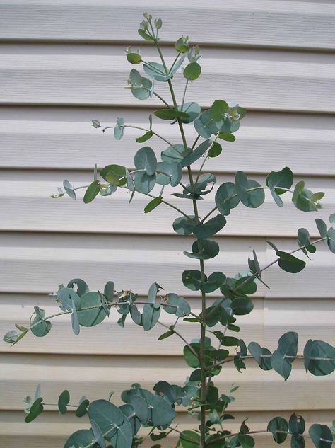 Eucalyptus Plant Indoor, Grow Eucalyptus, Formal Garden Design, Eucalyptus Plant, Plant Indoor, Eucalyptus Tree, Formal Garden, Cut Flower Garden, Formal Gardens