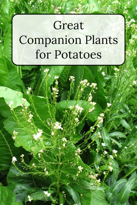 Get familiar with great companion plants for potatoes and those that you should avoid planting with your tubers. Garden Placement, Potato Companion Plants, Growing Parsley, Best Companion Plants, Companion Planting Guide, Planting Marigolds, Growing Organic Vegetables, Companion Gardening, Planting Potatoes