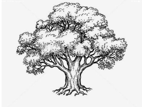 Oak Tree Drawings, Drawing Tattoo Ideas, Tree Drawing Simple, Yew Tree, Tree Doodle, Tree Drawings Pencil, Tree Sketches, Hand Drawn Vector Illustrations, Hand Drawn Vector