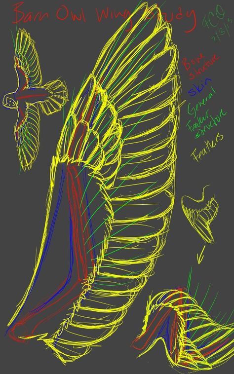 Owl Aarakocra, Owl Wings Drawing Reference, Owl Anatomy Drawing, Owl Wings Reference, Owl Dragon, Owl Concept Art, Owl Anatomy, How To Draw Owls, Owl Wings Drawing