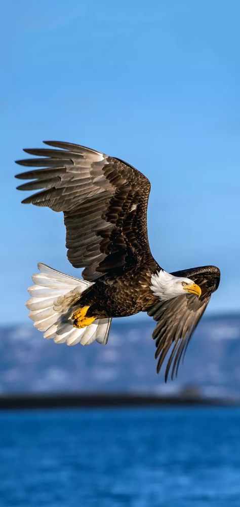 Bald Headed Eagle, White Headed, Eagle Images, Lion Photography, Eagle Wallpaper, Sea Eagle, Eagle Pictures, Eagle Art, Happy Mood