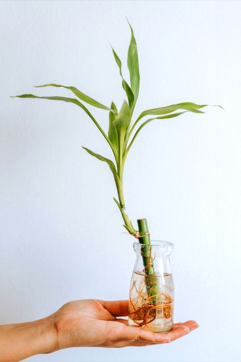 Lucky bamboo (Dracaena sanderiana) are easygoing plants believed to bring luck, wealth, and prosperity. Here’s a guide on how you can keep your lucky bamboo prospering! #houseplants #plants #bamboo #garden #gardening #gardeningtips Cyperus Papyrus, Dracaena Sanderiana, Moving Plants, Natural Cleanse, Herbal Cleanse, Lucky Bamboo Plants, Dracaena Plant, Corn Plant, Lucky Bamboo