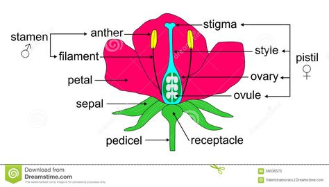 Parts of a flower stock vector. Illustration of flower - 58036575 Gumamela Flower Drawing Parts, Diagram Of A Flower, Flower Science, Charlie Chocolate Factory, Morning Routine Checklist, Educational Illustration, Love Couple Wallpaper, 2nd Grade Art, Flower Stock